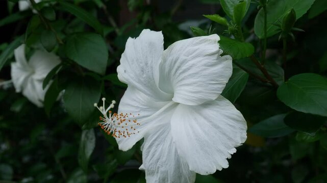Stunning white and green caladium leaf with intricate vein pattern in tropical garden foliage background