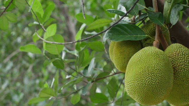 Young Green Jackfruit Growing on Tree Branch - Tropical Fruit Agriculture Plantation Close-Up