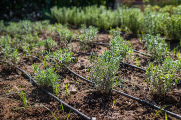 Lavender plants growing in a garden with irrigation system on a sunny day in spring season