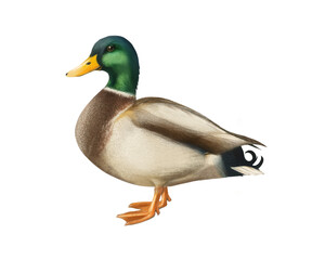 Mallard Duck Bird, Pastel Isolated Bird Illustration , Ornithology Art, Elegant Water Bird Art for Nature Decor and Wildlife Design
