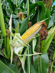 Ripe yellow corn cob in the field, symbol of harvest and natural agriculture.