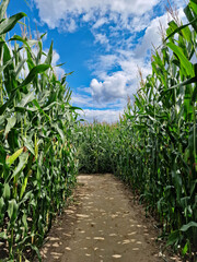 View of a summer cornfield maze with paths between tall green maize plant over two meters high, a fun outdoor attraction for children and families.