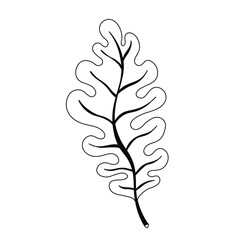 Vector illustration of oak leaf in doodle style