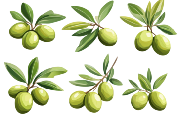 Fresh green olives with leaves isolated on transparent background. Green olives with leaves isolated on white background.
