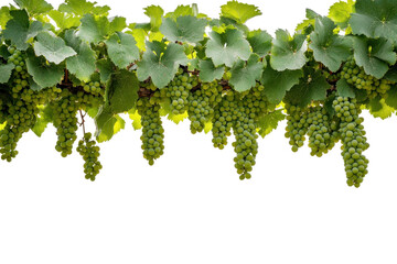 Bunches of green grapes hanging from a vine isolated on transparent background. Green wine grapes isolated on white background.