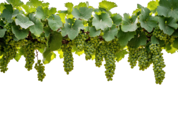 Bunches of green grapes hanging from a vine isolated on transparent background. Green wine grapes isolated on white background.