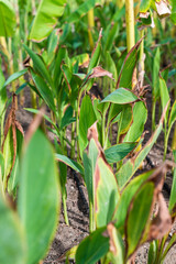Green plants growing in fertile soil under bright sunlight in a garden or field