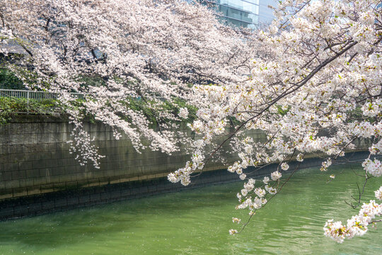 Spring Cherry Blossoms in Full Bloom along the River in Japan / 日本の川沿いに咲く満開の桜