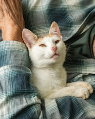 An adorable cat sleeping peacefully, nestled safely in the loving, tender hands of an elderly man