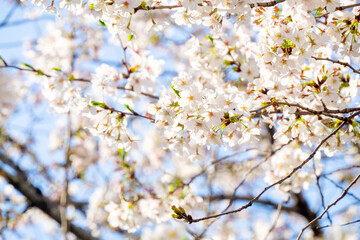 Obraz premium Cherry Blossoms in Full Bloom / 満開の桜のクローズアップ