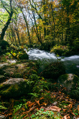 Obraz premium A serene autumn stream flows through the forest of Oirase Gorge, Japan, surrounded by moss-covered rocks and trees glowing in golden sunlight.