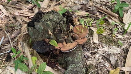 Wild Mushrooms Growing on Forest Floor