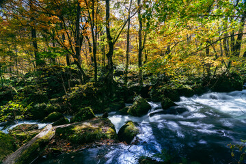 Soft sunlight filters through autumn leaves above the flowing waters of Oirase Gorge, Japan, creating a tranquil contrast of light, shadow, and motion.