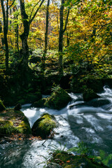 Obraz premium Soft sunlight filters through autumn leaves above the flowing waters of Oirase Gorge, Japan, creating a tranquil contrast of light, shadow, and motion.