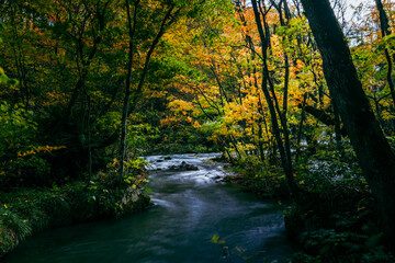 A calm river winds through the forest of Oirase Gorge, Japan, surrounded by autumn leaves in shades of green, yellow, and orange under soft light.