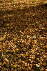 Autumn leaves scattered on the ground. Autumn yellow background. Dry leaves with soft light.