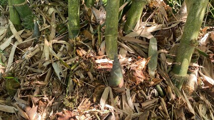 Bamboo Clump and Dry Leaves on Ground