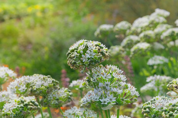 Allium seeds is growing in rural garden. Organic gardening. Aromatic herbs. Allium seed head in meadow in sunny day. Cottage garden.