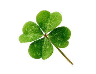 Detailed green four leaf clover image isolated on transparent background
