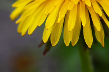 Macro View Of A Yellow Dandelion Flower