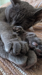 Close up grey cat showing pink toe beans while relaxing