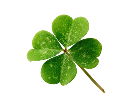 Detailed green four leaf clover image isolated on transparent background