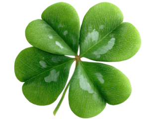 Detailed view of a green four leaf clover on transparent background