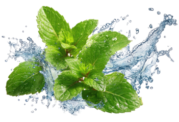 Fresh mint leaves with water splash effect on transparent background