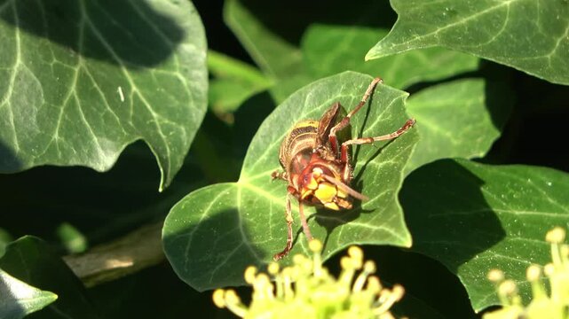 European hornet grooming on a green leaf