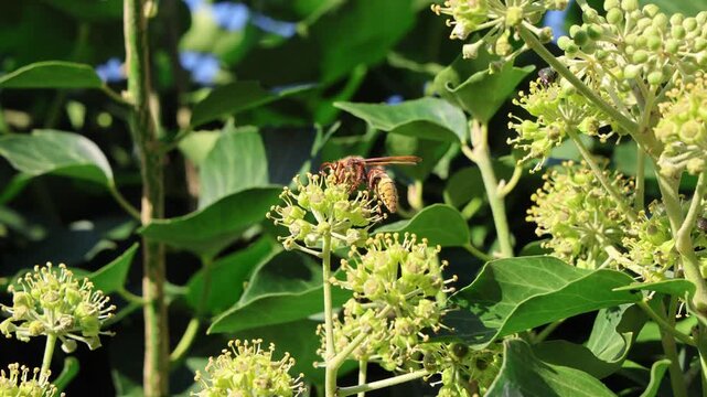 Hornet feeding on an ivy flower in a green garden