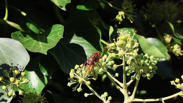 European hornet collecting nectar from ivy flowers