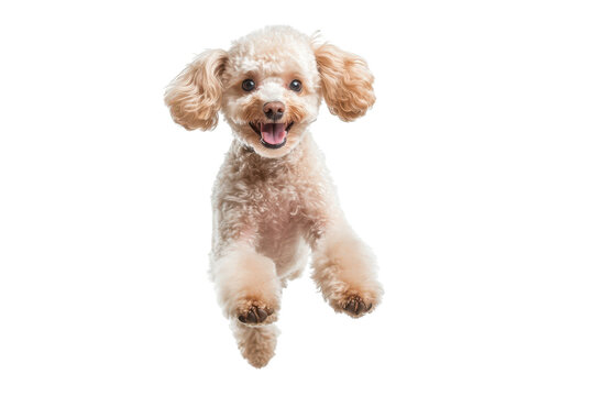 Happy golden poodle dog running and jumping isolated on transparent background. Adorable fluffy poodle dog jumping with excitement isolated on white background.