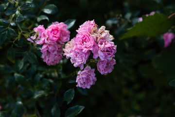 Cluster of pink roses blooming outdoors during the daytime in summer