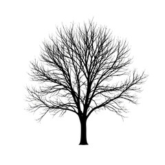 Obraz premium Silhouette of a tree against a white background