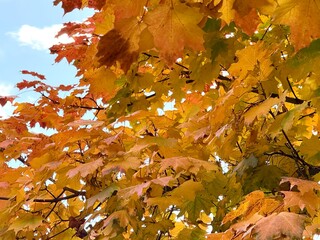 Scenic autumn landscape with beautiful maple tree with colorful leaves in a city park on sunny October day. Golden autumn time, calendar. Natural background