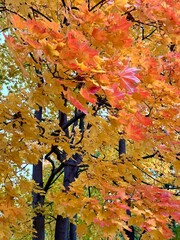 A vibrant autumn landscape with beautiful maples with colorful leaves in a city park. Golden autumn time, calendar. Natural background