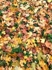 Nature bright autumn background of colorful fallen maple leaves on green lawn in city park. Top view of the colored autumn carpet. Natural backdrop, mockup, flat lay