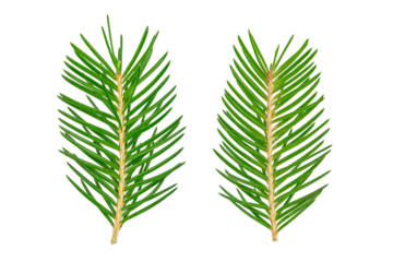 Two green spruce fir needles isolated, closeup of evergreen pine foliage for Christmas decoration