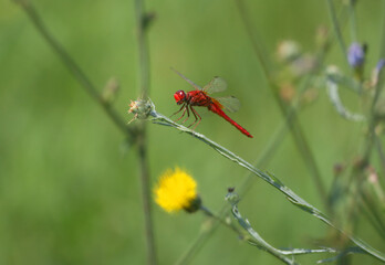 A bright red scarlet dragonfly (Crocothemis erythraea) photographed on a twig against a blurred background.