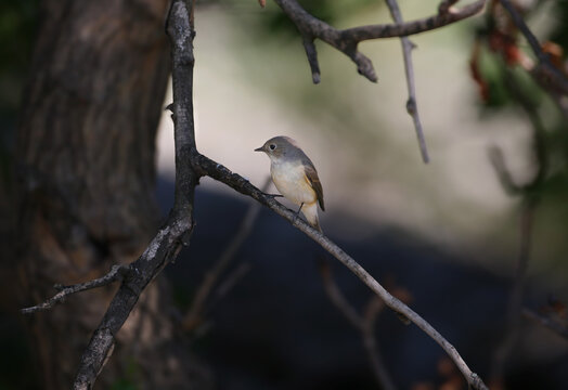 A female red-breasted flycatcher (Ficedula parva) photographed in dark tones in the shade of a tree.
