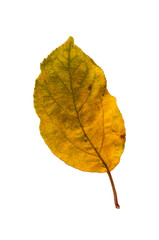 PNG image of an autumn leaf on a transparent background.