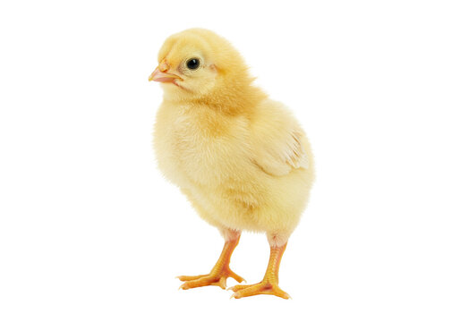 Isolated yellow chick standing in front of seamless background, newborn baby bird animal