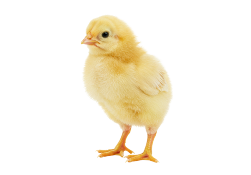 Isolated yellow chick standing in front of seamless background, newborn baby bird animal