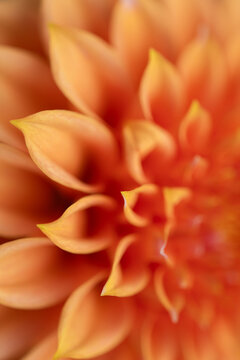 orange dahlia flower macro background