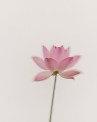 A single pink lotus flower captured with a soft, intentional motion blur against a minimalist pale background
