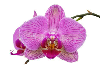 Isolated orchid flower close up shot, beautiful purple petals with stripes and patterned lip detail