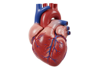 Isolated anatomical heart model against a neutral backdrop showing internal structures well