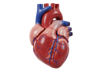 Isolated anatomical heart model against a neutral backdrop showing internal structures well