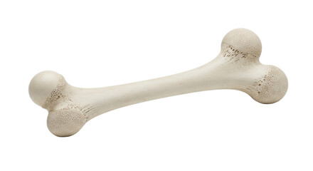 Isolated bone anatomy, structure of skeletal animal bone, healthy strong bone structure