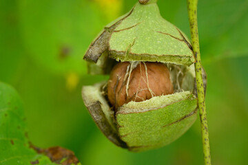 Détail de la texture du brou vert d'une noix accrochée à la branche d'un noyer, qui commence à s'éclater